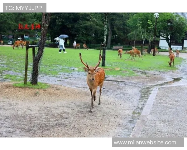记者分析无字鹿获胜背后的深远意义彰显雄鹿实力不容忽视 记者分析无字鹿获胜背后的深远意义彰显雄鹿实力不容忽视